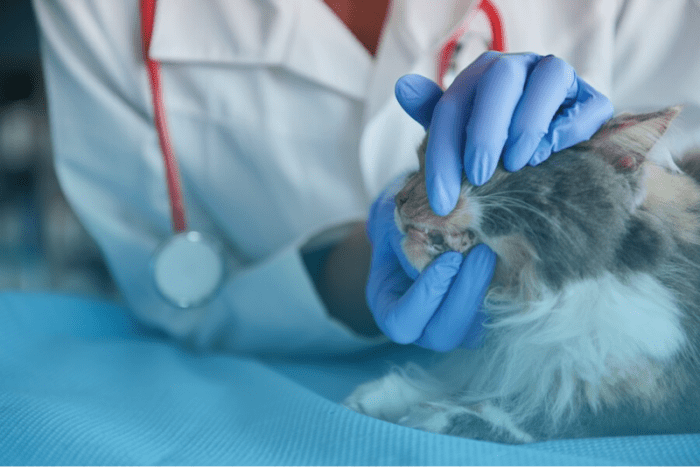 Steps to keep stray cats healthy